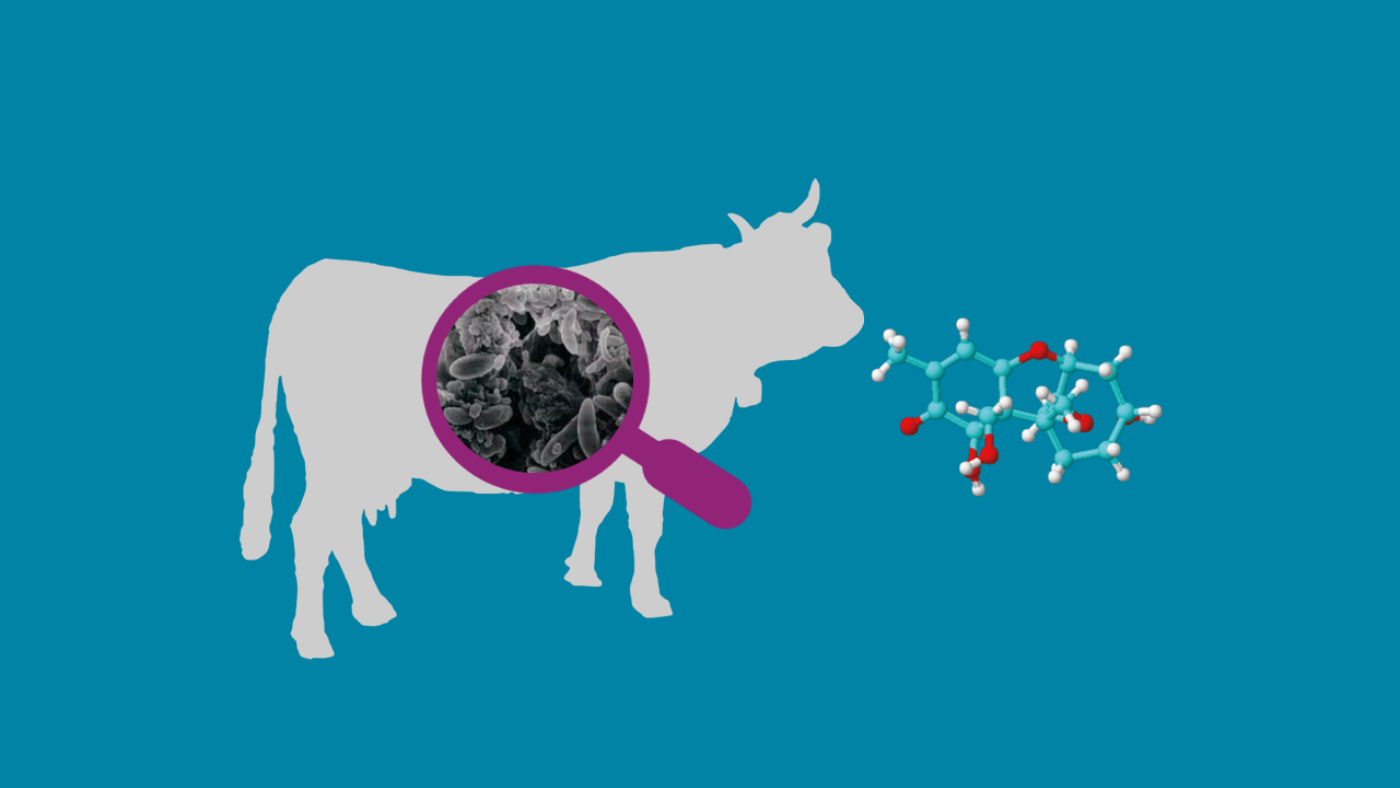 Tackling Deoxynivalenol in Dairy Farming