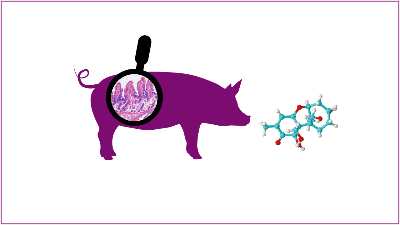 Dose of Deoxinivalenol recommended by EFSA affects swine health